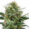 конопля семена сорта заказать Super Bud feminised Green House Seeds конопля семена сорта заказать Super Bud feminised Green House Seeds
