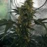 Auto White Widow CBD feminised Dutch Passion Seeds