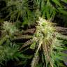 Auto Northern Lights feminised Breeders Community Seeds
