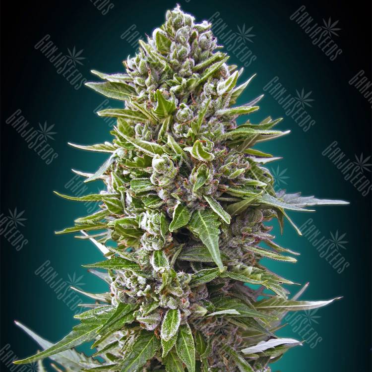 семена конопли Automatic Collection №2 feminised 00 Seeds