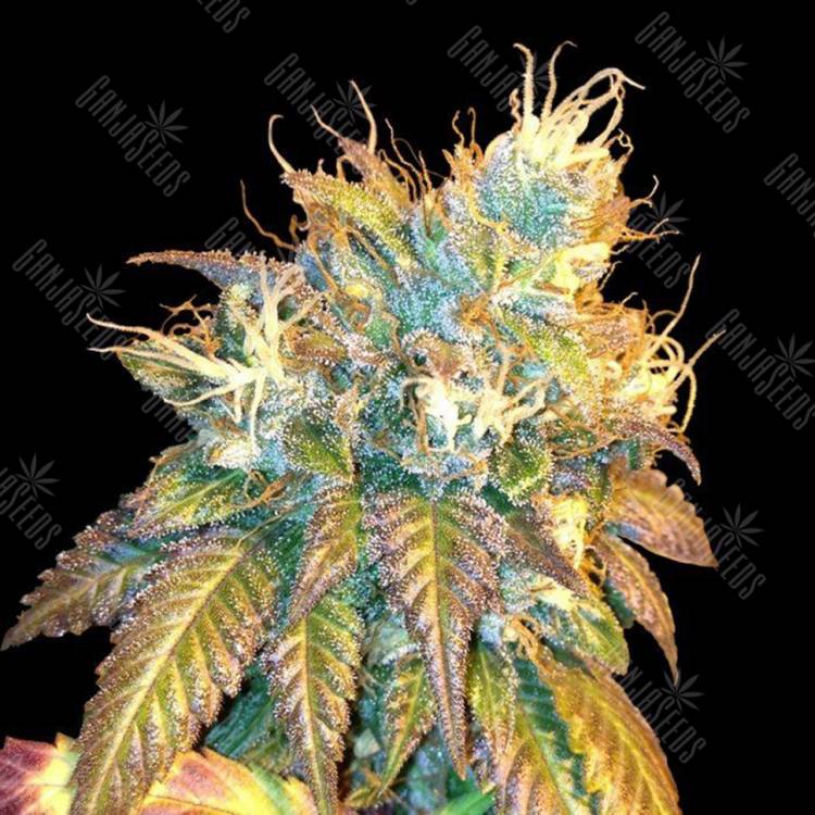 мощные семена конопли Sour Secret feminised DNA Genetics