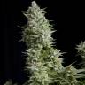 конопля семена сорта заказать Alpujarrena feminised Pyramid Seeds
