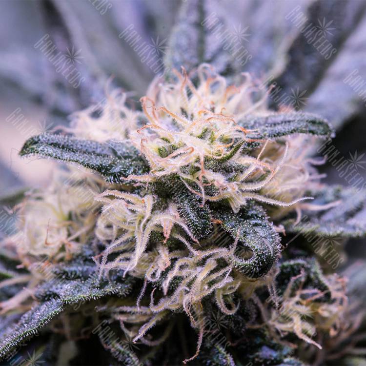 семена конопли в оригинальных упаковках Critical Kush feminised Royal Queen