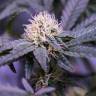 заказ семян конопли Спб Critical Kush feminised Royal Queen