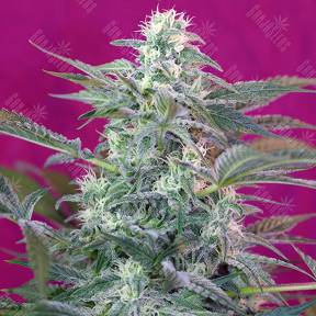 Big Foot feminised Sweet Seeds