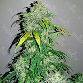 Auto Bubba Kush feminised Ganja Seeds