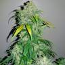 Семена конопли Auto Bubba Kush feminised Ganja Seeds