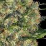 Black Domina x Early Skunk feminised Ganja Seeds
