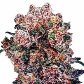 Blueberry regular Ganja Seeds