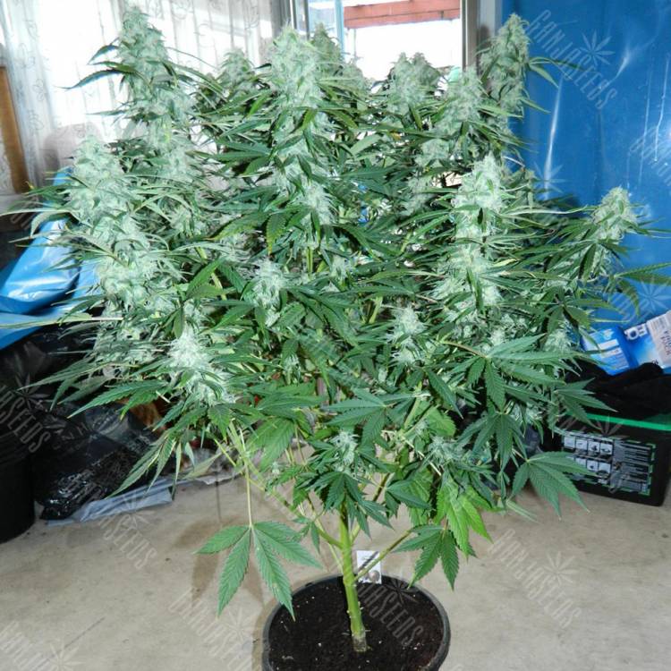 Auto StarRyder feminised Dutch Passion Seeds