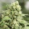 Auto StarRyder feminised Dutch Passion Seeds