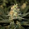 Auto Silver feminised Breeders Community Seeds