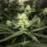 Auto Silver feminised Breeders Community Seeds