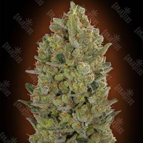 00 Hashchis feminised 00 Seeds