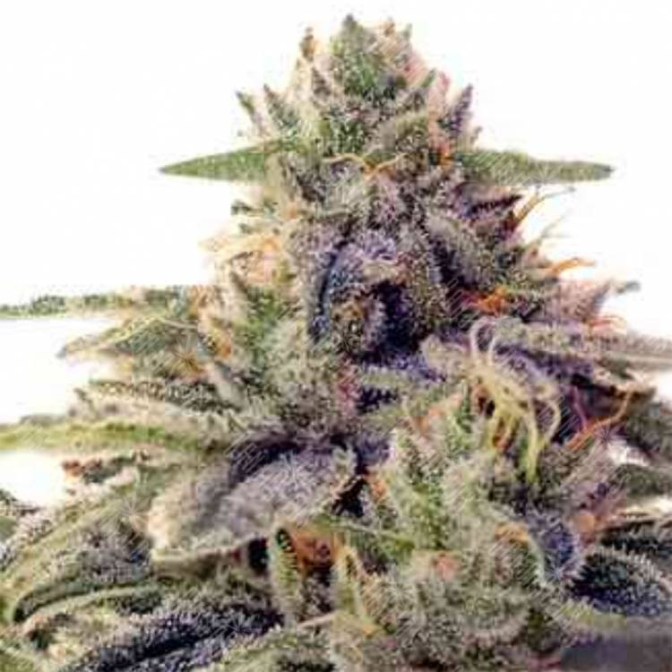 хорошие семена конопли Shiskaberry feminised Barneys Farm