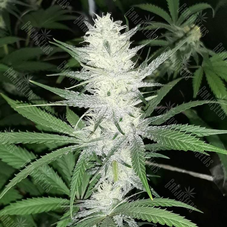 семена конопли в России Malasana Cookies feminised Exotic Seed