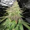 конопля семена сорта заказать Bubba Kush feminised Humboldt Seeds конопля семена сорта заказать Bubba Kush feminised Humboldt Seeds