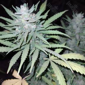 Anesthesia feminised Pyramid Seeds