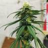 заказ семян конопли Critical feminised Royal Queen заказ семян конопли Critical feminised Royal Queen