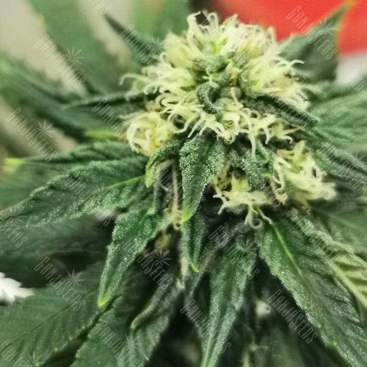 семена конопли Critical feminised Royal Queen семена конопли Critical feminised Royal Queen
