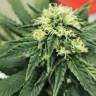 семена конопли Critical feminised Royal Queen семена конопли Critical feminised Royal Queen