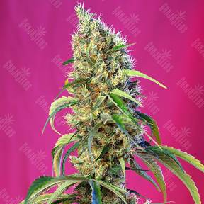 Black Jack CBD feminised Sweet Seeds