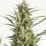 Семена конопли Auto Critical Jack feminised Ganja Seeds