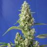 Семена каннабиса Auto Gorilla Girl XL feminised Ganja Seeds