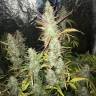 Купить семена Auto Gorilla Girl XL feminised Ganja Seeds