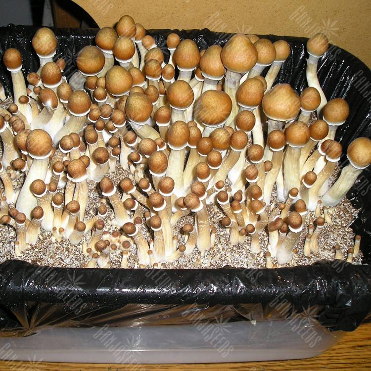 купить отпечатки псилоцибиновых грибов Huatla купить отпечатки псилоцибиновых грибов Huatla