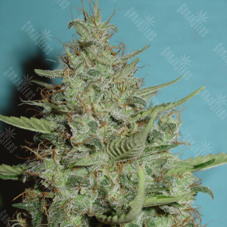 семена конопли в России Super Critical feminised Green House Seeds семена конопли в России Super Critical feminised Green House Seeds