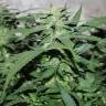 Auto White Widow feminised Breeders Community Seeds