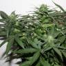 Auto White Widow feminised Breeders Community Seeds
