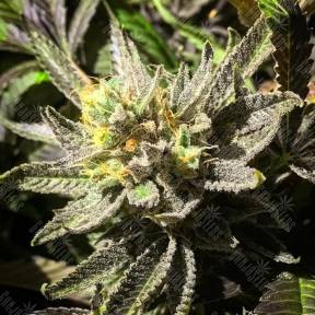 Bubbleberry regular Ganja Seeds