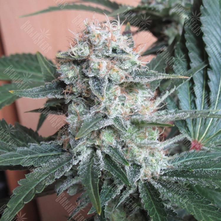 семена конопли индика Auto Mohan Ram regular