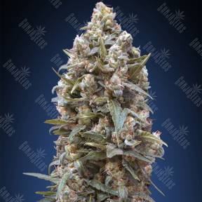 00 Kush feminised 00 Seeds