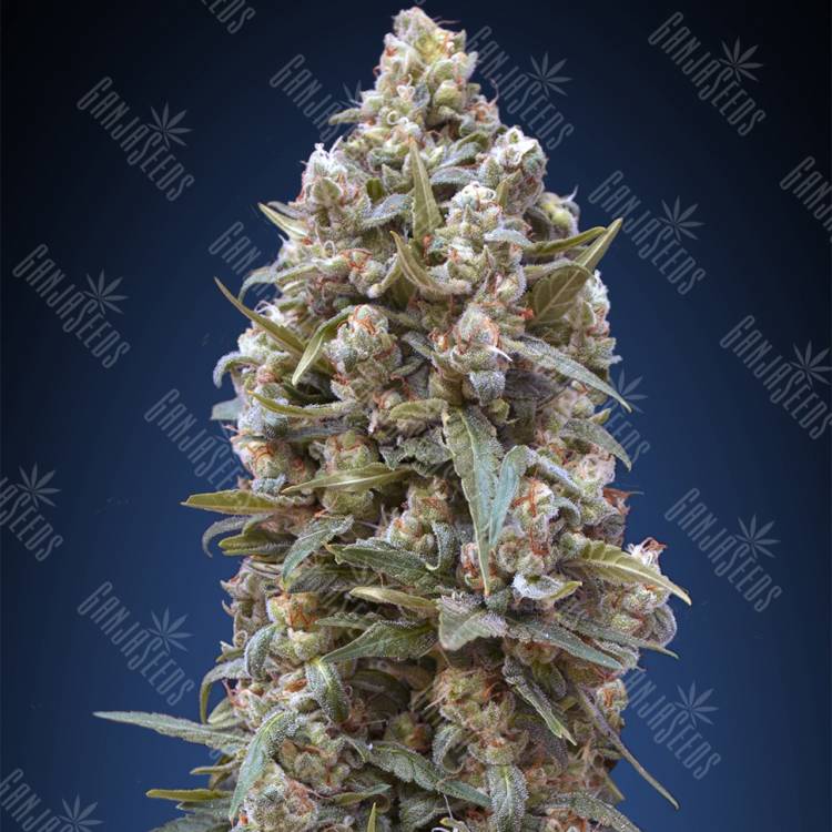 хорошие семена конопли 00 Kush feminised 00 Seeds