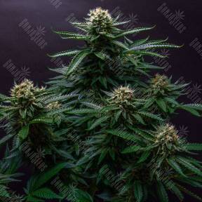 Strawberry Lemonade feminised Barneys Farm