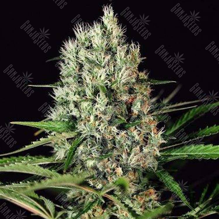 семена конопли индика Quick Mass feminised Exotic Seed