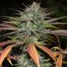семена культурной конопли купить Bubba Kush 2.0 feminised Humboldt Seeds семена культурной конопли купить Bubba Kush 2.0 feminised Humboldt Seeds