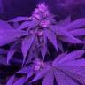 семена конопли Спб Bubba Kush 2.0 feminised Humboldt Seeds семена конопли Спб Bubba Kush 2.0 feminised Humboldt Seeds