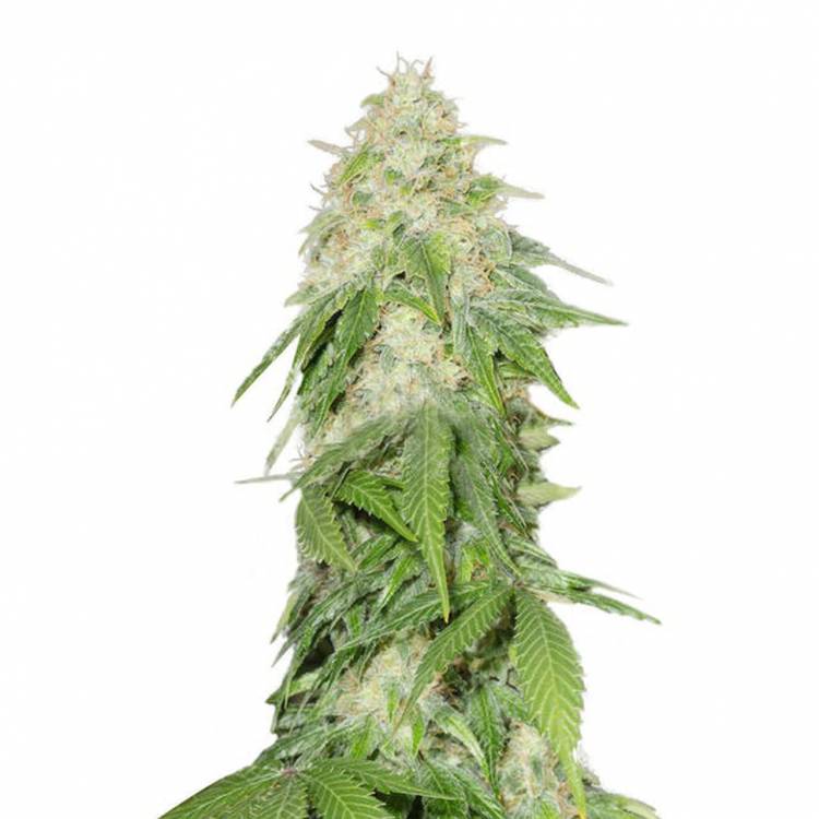 семена конопли интернет магазин Some Sweet feminised Medical Seeds