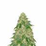 семена конопли f1 в оригинальной упаковке Some Sweet feminised Medical Seeds