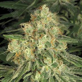 Allkush feminised Paradise Seeds