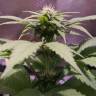семена конопли для посадки купить Black Jack F1 Fast Version feminised Sweet Seeds