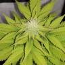 семена конопли курьером Black Jack F1 Fast Version feminised Sweet Seeds