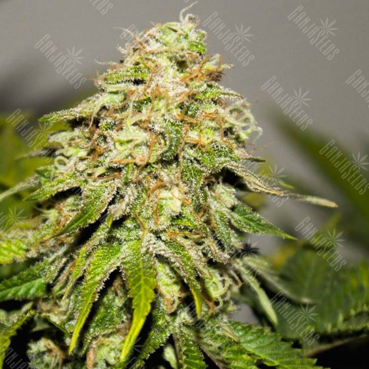 Качественные семена конопли Auto Critical Kush feminised Ganja Seeds
