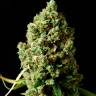 Семена конопли Auto Critical Kush feminised Ganja Seeds