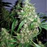 регулярные семена конопли Auto Lowryder #2 regular
