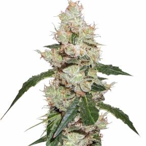 White Widow regular Ganja Seeds